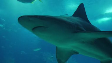 Kum köpekbalığı derin mavi bir akvaryum tankında su yosunu ve küçük balıklarla yüzüyor. Büyük bir kıyı yırtıcısının profesyonel sualtı görüntüsü.