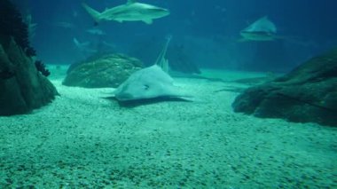 Dev bir gitar balığı, büyük bir akvaryumda kumlu bir deniz yatağında süzülüyor. Bu köpekbalığı benzeri ışın uzun burunlu ve belirgin beyaz beneklidir.
