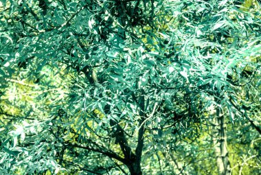 Sonbaharda aydınlık ve gölge