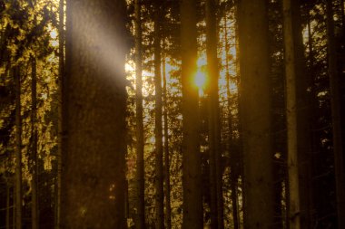 Ormanda parlayan güneş ışınları