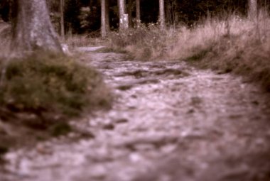 Ormanın bulanık arka planı