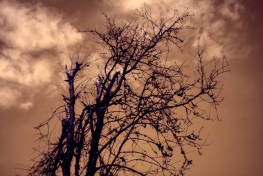 Ağaç dalları, bitki örtüsü ve doğa