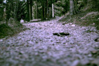 Akşamları güzel dağ ormanları.