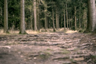 Ormanda ağaçlar ön planda.