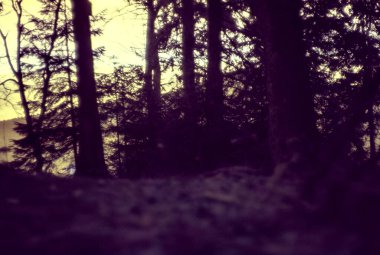 Ormandaki ağaçlar bulanık