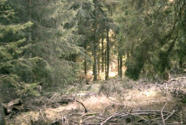 Gün batımında çam ağacı ormanı.