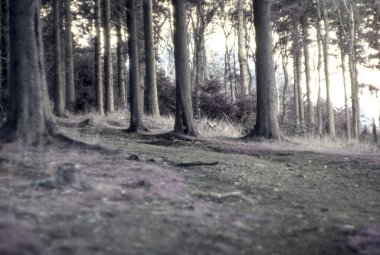 akşam karanlık orman