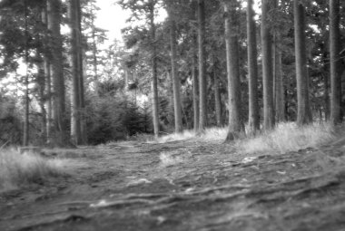 Sonbaharda ağaçlı bir orman