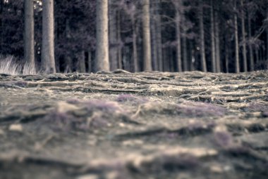 Ormandaki kuru bir ağacın yakın plan fotoğrafı.