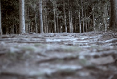 Geçmişi bulanık karanlık bir orman.