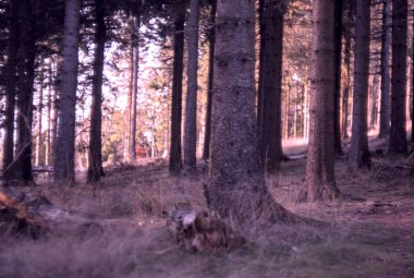 Ağaçlı güzel sonbahar ormanı
