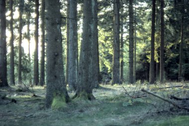Sabah güneşinde orman