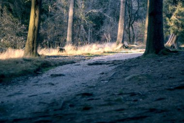 Ormanda bir patikanın dikey görüntüsü.