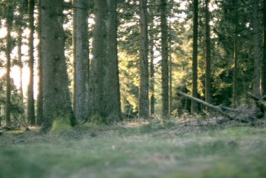 Ormanın güzel manzarası