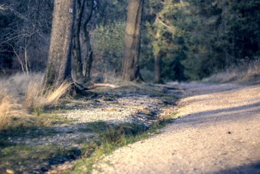 Ormandaki orman yolu