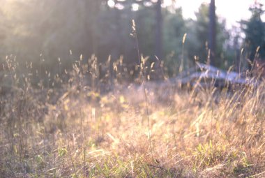 Arka planda orman olan güzel bir manzara.
