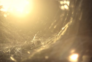 Güneşin arka planında örümcek ağı