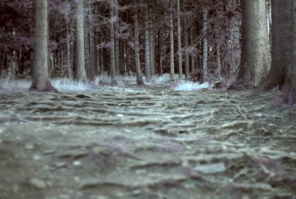 Dağlardaki güzel orman