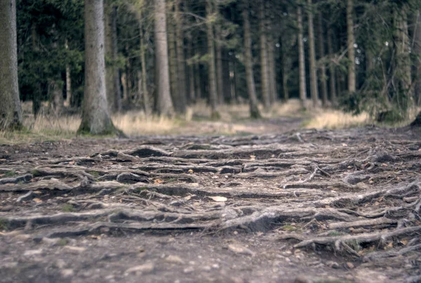 Ormanda ağaç kökleri