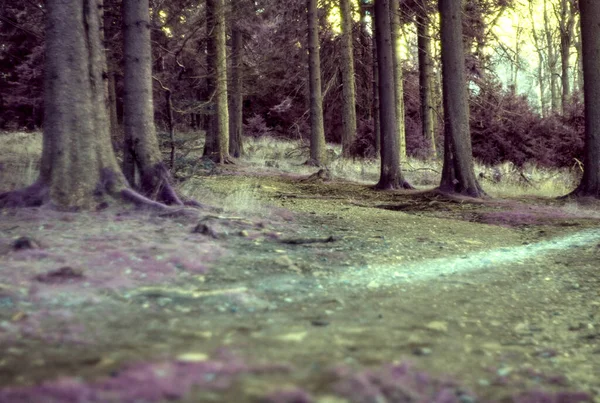 Ağaçlar ve yapraklarla dolu güzel bir sonbahar ormanı