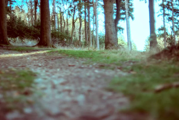 Ağaçların ve yeşil yaprakların bulanık arkaplanı