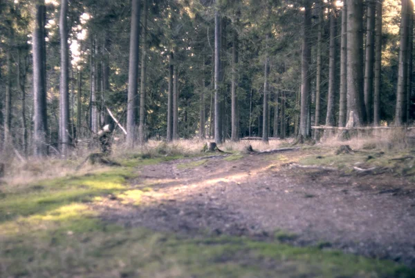 Ağaçları ve yaprakları olan güzel bir sonbahar ormanı. sonbahar arkaplanı