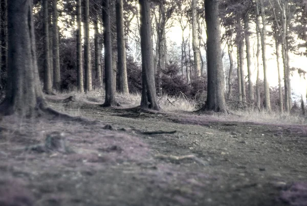 akşam karanlık orman