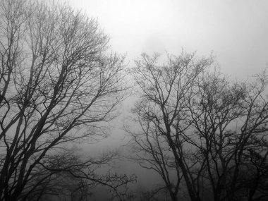 Sisli ağaçlar, siyah ve beyaz