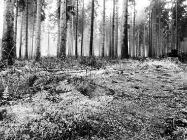 Güzel siyah beyaz orman