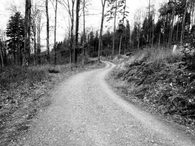 black and white photo of the road in the woods, the forest, trees, and plants.