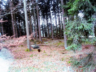 Arka planda ağaçlar olan güzel bir sonbahar ormanı manzarası.