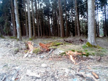 Dağlardaki ağaçların ormanı.