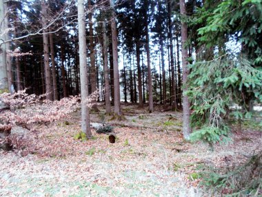 Güzel bir sonbahar manzarası