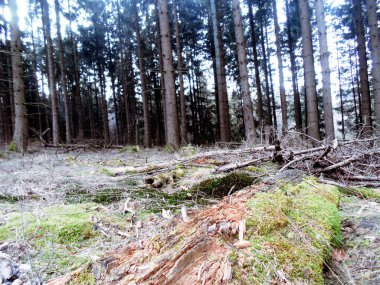 Ormandaki güzel ağaç