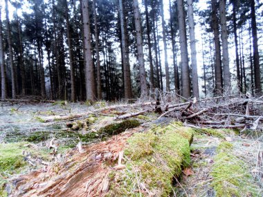 Orman ve kışın ağaçlar