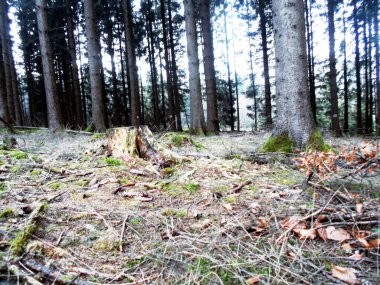 Ormanın güzel manzarası