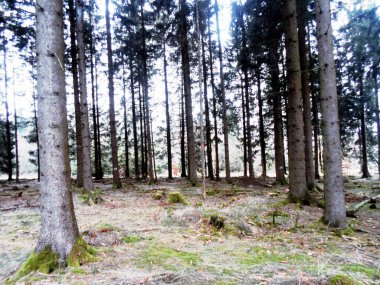 Arkasında yosun ve ağaçlar olan çam ormanı.