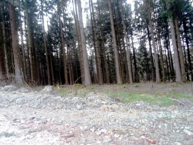 Orman ağaçları doğa manzarası arka plan ahşap arka planlar