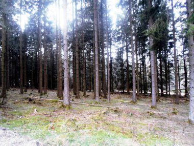 Ormanın arka planında çam ağaçları