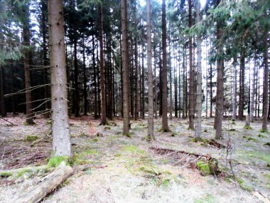 İlkbaharda çam ağacı ormanı