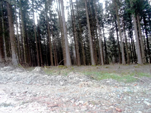 Orman ağaçları doğa manzarası arka plan ahşap arka planlar