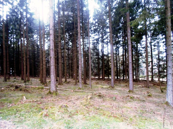 Ormanda bir patika. Kışın ormanda.