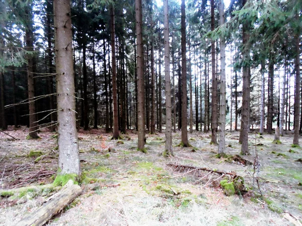 İlkbaharda çam ağacı ormanı