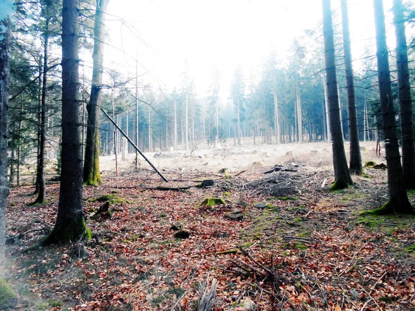 Orman ve ağaçlar kışın