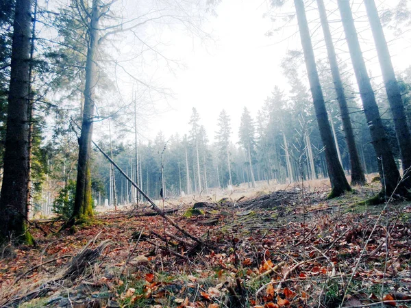 Düşen Yapraklarla Sonbahar Ormanı
