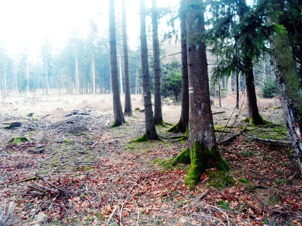 Önünde ağaçlar olan güzel bir orman.