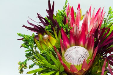 Protea ve Fynbos bitkiler
