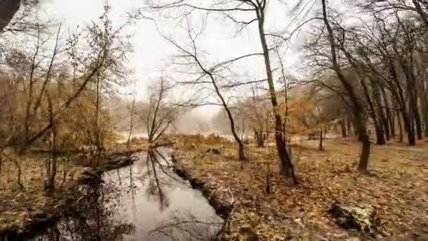 Survoler la rivière de forêt d'automne — Video