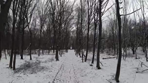 Flying backwards through winter forest. — Stock Video