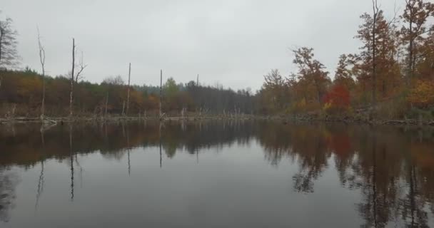 Volando sobre el río bosque de otoño — Vídeos de Stock
